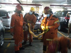 Ular Piton Ditemukan Ngumpet di Sepatbor Mobil di Parkiran Mal Surabaya