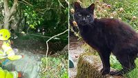 Foto: Kucing Bantu Selamatkan Pemiliknya yang Jatuh ke Jurang