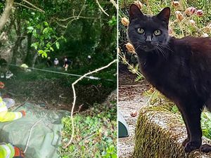 Hebat, Kucing Ini Bantu Selamatkan Pemiliknya yang Jatuh ke Jurang