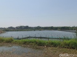 Penurunan Muka Tanah, Ratusan Hektare Lahan Sawah di Demak Jadi Tambak