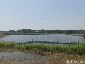 Penurunan Muka Tanah, Ratusan Hektare Lahan Sawah di Demak Jadi Tambak Penurunan Muka Tanah, Ratusan Hektare Lahan Sawah di Demak Jadi Tambak