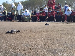 Peringati HUT RI, Masyarakat Bantul Lepas 76 Tukik di Pantai