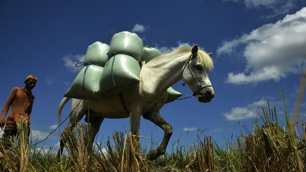 Kuda Jadi Andalan Petani Angkut Gabah di Sulsel