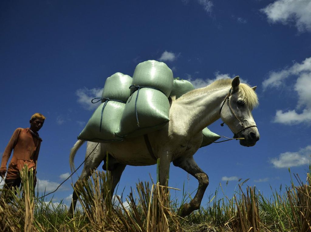 Kuda Jadi Andalan Petani Angkut Gabah di Sulsel
