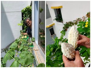 Manfaatkan Lahan Samping Jendela, Pria Ini Berhasil Tanam Pare hingga Anggur