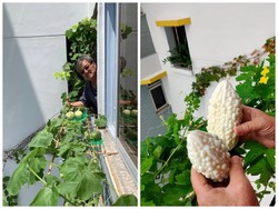 Manfaatkan Lahan Samping Jendela, Pria Ini Berhasil Tanam Pare hingga Anggur