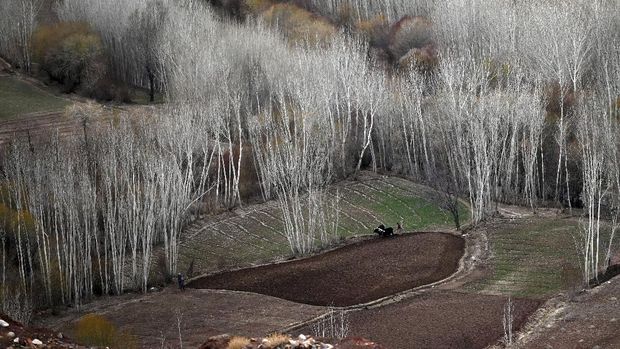 Kota Bamiyan A Hazara farmer ploughs a field with oxen near the ruins of the historic city of Shahr-e Zuhak or Zuhak City, on the outskirts of Bamiyan on March 15, 2021. (Photo by WAKIL KOHSAR / AFP)