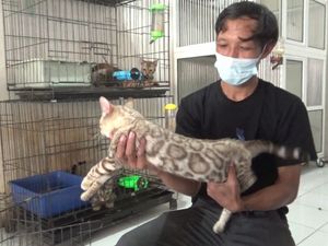Pria di Lumajang Budidayakan Kucing Bengal yang Mirip Macan Tutul
