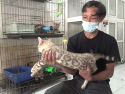 Pria di Lumajang Budidayakan Kucing Bengal yang Mirip Macan Tutul