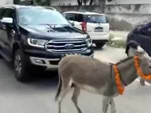 Protes Mobilnya Mogok Terus, Pemilik Ford Suruh Keledai Tarik Mobil ke Dealer