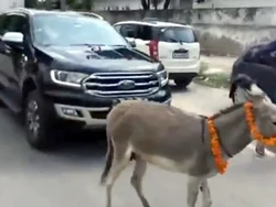 Protes Mobilnya Mogok Terus, Pemilik Ford Suruh Keledai Tarik Mobil ke Dealer