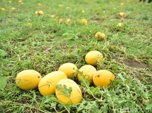 Petani Lamongan Gelar Wisata Petik Semangka di Lahan 150 Hektare