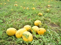 Petani Lamongan Gelar Wisata Petik Semangka di Lahan 150 Hektare