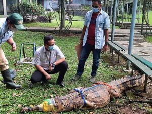 Dua Buaya di TMII Bakal Dilepasliarkan ke TN Betung Kerihun