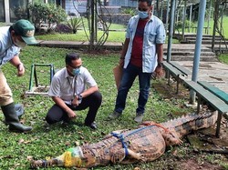 Dua Buaya di TMII Bakal Dilepasliarkan ke TN Betung Kerihun