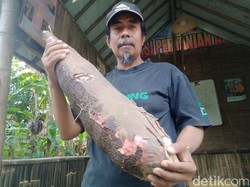 Gede Banget! Satu Umbi Singkong di Klaten Ini Beratnya 9 Kg