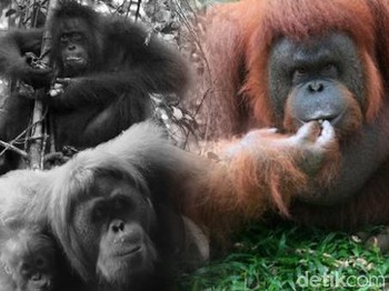Menjaga Si Pongo dari Kepunahan