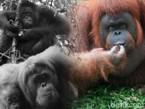 Menjaga Si Pongo dari Kepunahan Menjaga Si Pongo dari Kepunahan