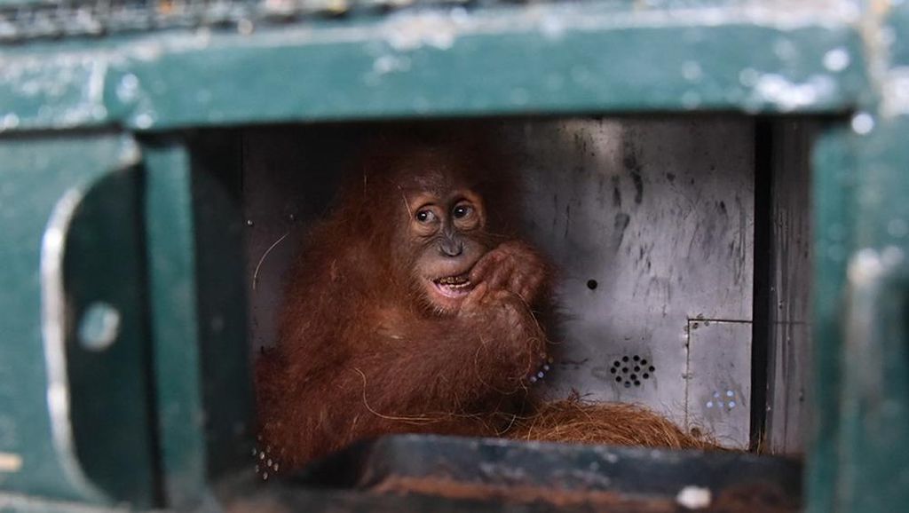 Saat Orangutan Sumatera Kembali ke Rumah