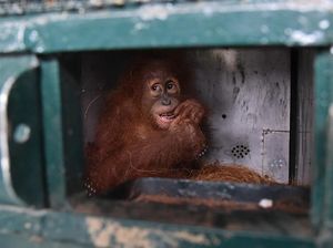 Saat Orangutan Sumatera Kembali ke Rumah