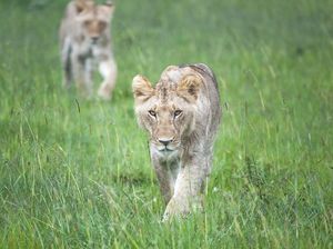 Tanpa Suara Mesin, Kendaraan Safari Ini Bikin Satwa Tetap Santuy
