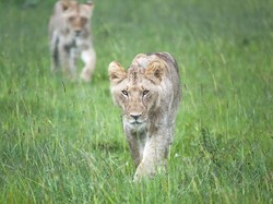 Tanpa Suara Mesin, Kendaraan Safari Ini Bikin Satwa Tetap Santuy