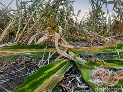 Tanaman Jagung di 3 Kecamatan di Grobogan Diserang Hama Tikus