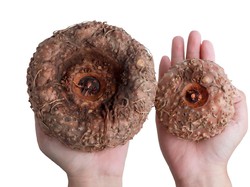 5 Manfaat Tanaman Porang yang Disebut Presiden Jokowi Bisa Jadi Komoditi Ekspor