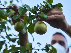 Hukum Petik Buah Tetangga yang Dahannya Tumbuh di Luar Pekarangan