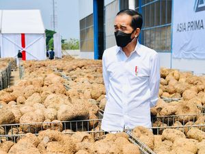 Mau Budidaya Porang? Simak Dulu Tipsnya