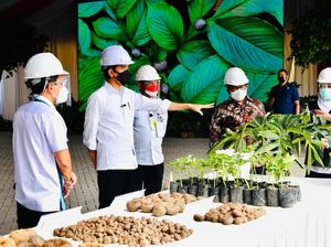 Mengenal Porang, Tanaman yang Diyakini Jokowi Jadi Pangan Masa Depan