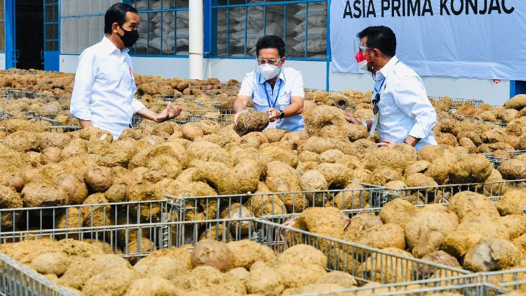 Ini Porang yang Disebut Jokowi Bisa Jadi Pengganti Beras Ini Porang yang Disebut Jokowi Bisa Jadi Pengganti Beras