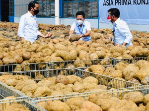 Ini Porang yang Disebut Jokowi Bisa Jadi Pengganti Beras