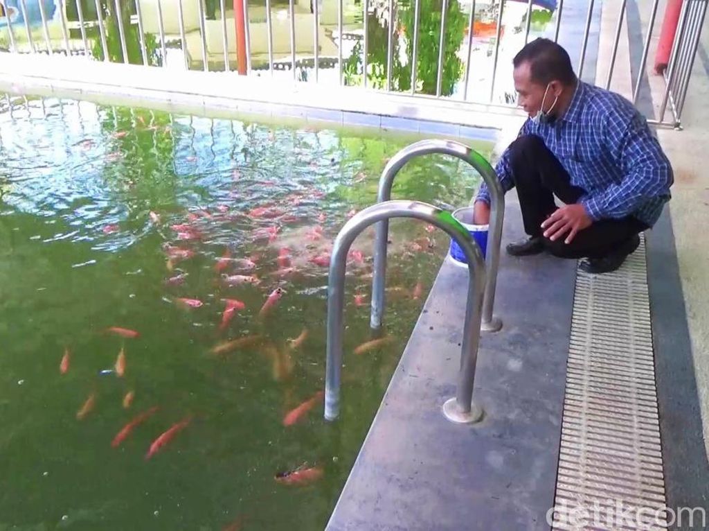 Kolam Renang di Banyuwangi Ini Jadi Kolam Ikan Gegara Pandemi