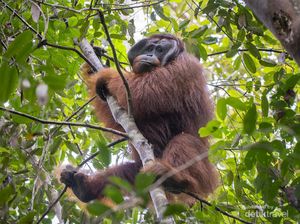 3 Ekor Orang Utan Dilepasliarkan di Hutan Kapuas Hulu Kalbar