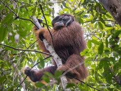 3 Ekor Orang Utan Dilepasliarkan di Hutan Kapuas Hulu Kalbar