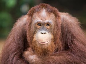 Jarang Terjadi, Orang Utan Terekam Makan Kukang, Ini Hasil Penelitian Unas Jarang Terjadi, Orang Utan Terekam Makan Kukang, Ini Hasil Penelitian Unas