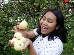 Seru! YouTuber Ini Panen Apel Liar dan Langsung Rujakan