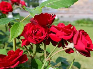 Bagaimana Bunga Mawar Melindungi Dirinya? Ini Jawabannya