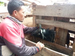 Domba Bertanduk 4 di Cianjur, Ditawar Belasan Juta Rupiah Domba Bertanduk 4 di Cianjur, Ditawar Belasan Juta Rupiah