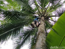 Bak Warisan Leluhur, Menderes Digeluti Lintas Generasi di Dusun Kulon Progo Ini