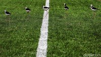Rumput lapangan latihan Jakarta International Stadium ini juga sudah berstandar FIFA menggunakan rumput hybrid yang mampu digunakan untuk bermain sepak bola selama 1.000 jam. Rumput hybrid ini merupakan kombinasi rumput sintetis dan rumput alami. Sementara rumput alami lokal yang dipilih adalah varietas rumput Zoysia Matrella yang ditanam oleh petani rumput asal Boyolali. Sementara untuk rumput sintetis, impor dari Italia sebanyak 19 gulung dengan sebesar 109 meter kali 3,9 meter per gulung.