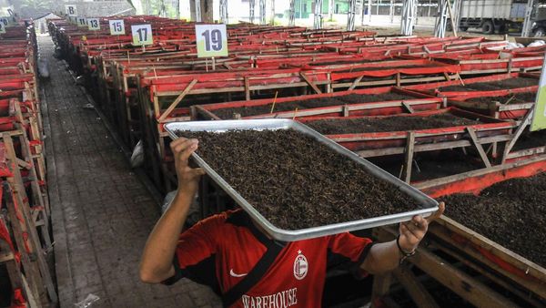 Wow! Omzet Ternak Cacing Tanah Capai Rp 60 Juta/Bulan