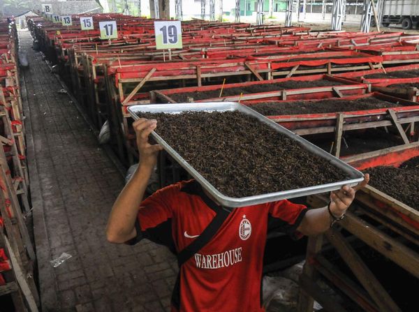 Wow! Omzet Ternak Cacing Tanah Capai Rp 60 Juta/Bulan