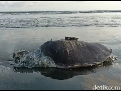 Sedih, Seekor Penyu Hijau Ditemukan Mati di Pantai Drajid Lumajang