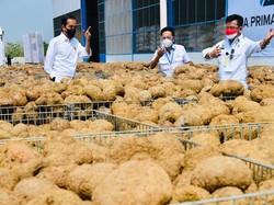 Genjot Nilai Ekspor, BNI Sediakan KUR bagi Petani Porang