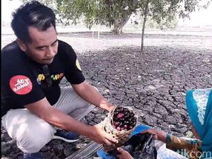 Mengenang Masa Kecil dengan Wisata Petik Buah Juwet di Desa Lamongan Ini Mengenang Masa Kecil dengan Wisata Petik Buah Juwet di Desa Lamongan Ini
