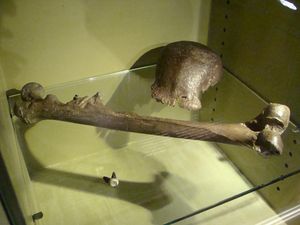 Pithecanthropus Erectus: Sejarah, Ciri-ciri, dan Kontroversi Pithecanthropus Erectus: Sejarah, Ciri-ciri, dan Kontroversi
