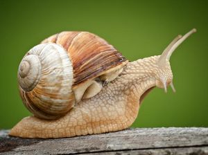 Sate Bekicot Populer di Kediri, Apakah Halal Dikonsumsi Muslim? Sate Bekicot Populer di Kediri, Apakah Halal Dikonsumsi Muslim?