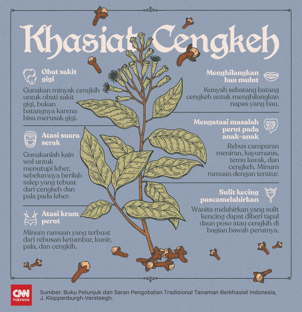 Insert Infografis : Ramuan Berkhasiat Cengkeh Insert Infografis : Ramuan Berkhasiat Cengkeh
